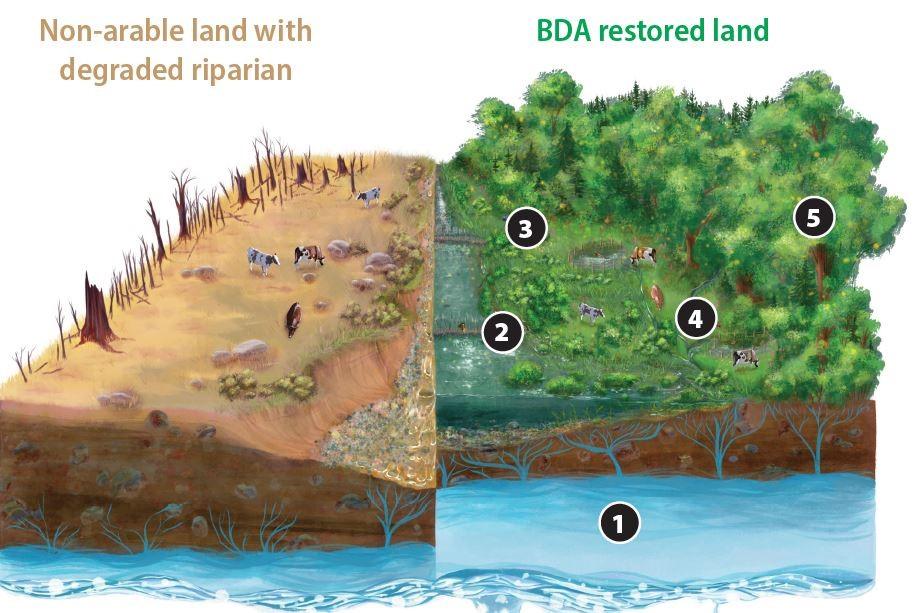 Beaver Dam Analogues