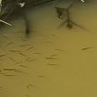 Knight Creek - July 2025