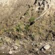 Adding willows to stabilize the bank.