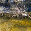 Adding willows to stabilize the bank.
