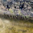 Adding willows to stabilize the bank.