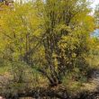 IMG_3619 copy 2.jpg