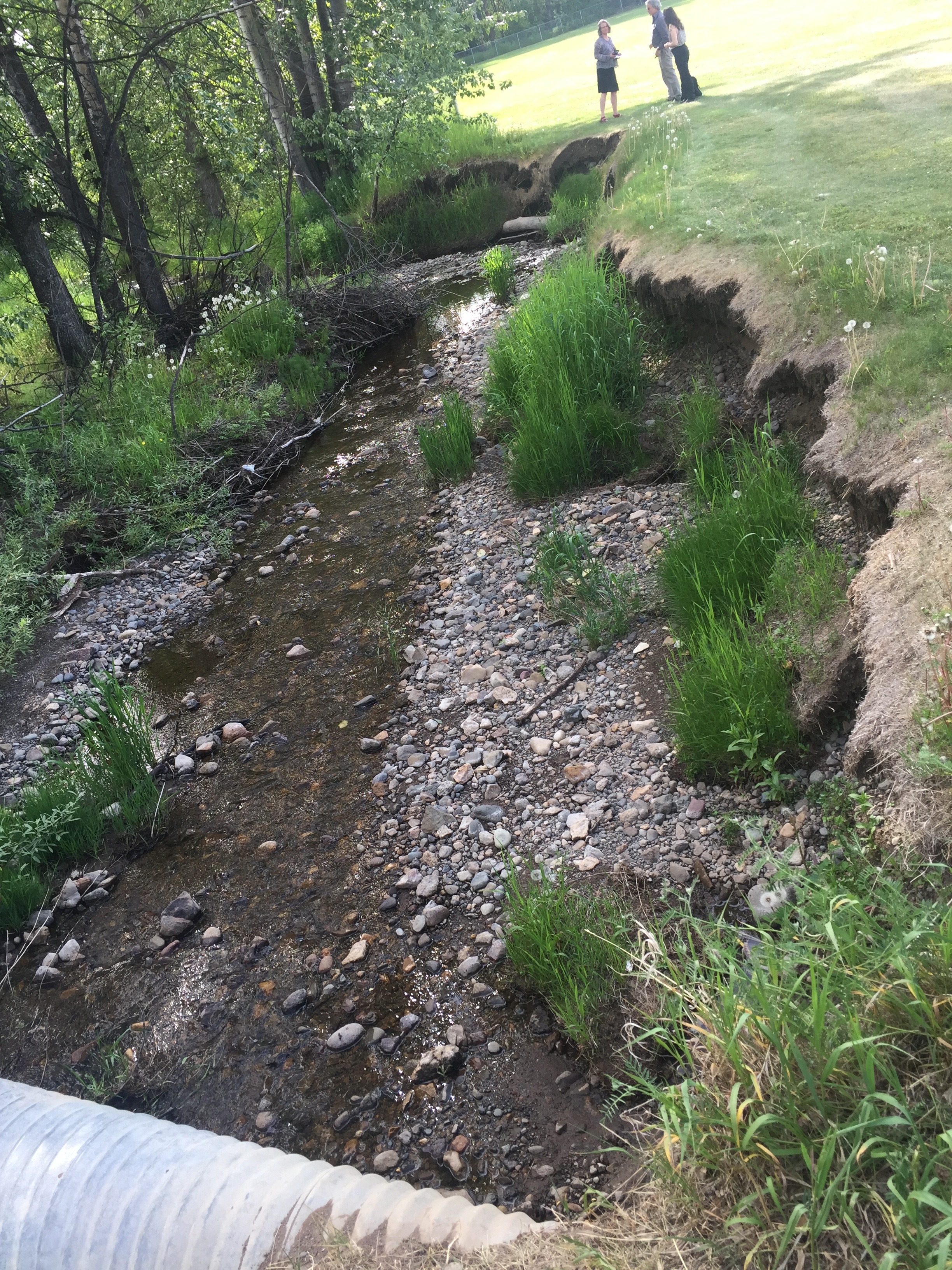 Saul Creek before habitat restoration